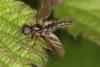 Bibio lanigerus
